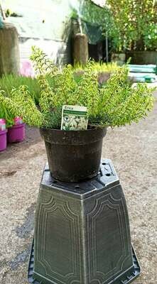 Erica Carnea &#39;Springwood White&#39; Heathers