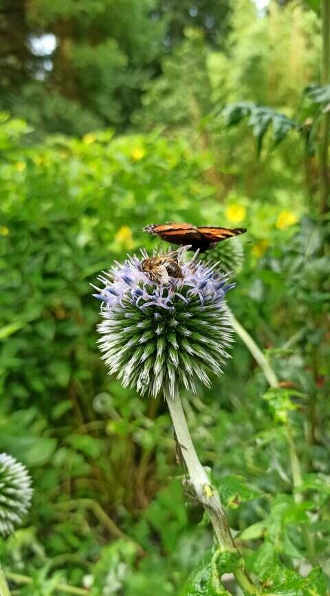 ECHINOPS RITRO Globe Thistle flowers for months and lasts  for years !