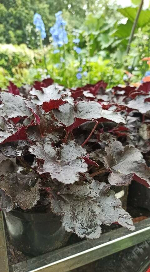 Heuchera &#39;Black BEAUTY&#39;