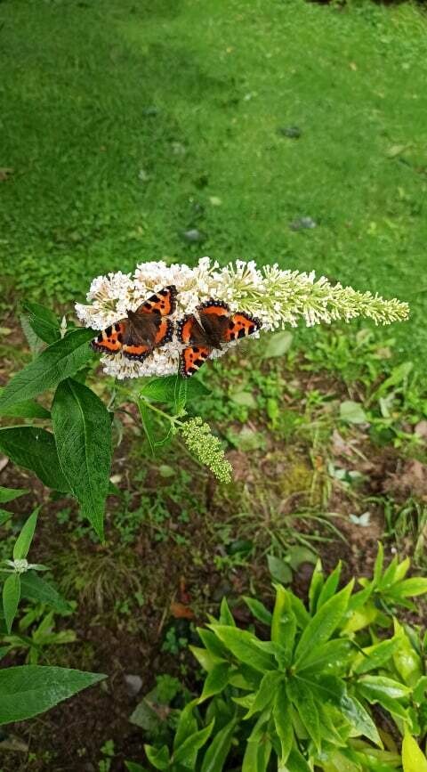 Buddleia Buzz &#39;Ivory&#39; Butterfly Bush