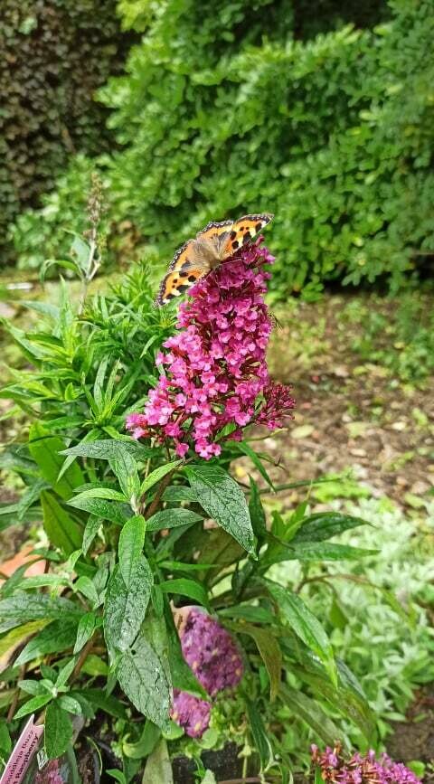 Buddleia Buzz &#39;Candy Pink&#39;
