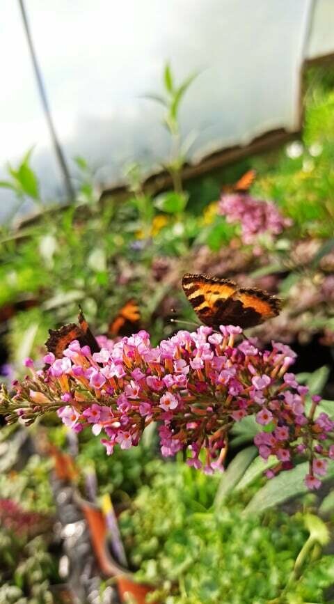BUDDLEIA HOT RASPBERRY
