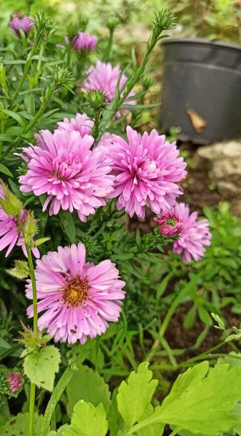 Aster Autumn Jewels &#39;Rose Crystal&#39;