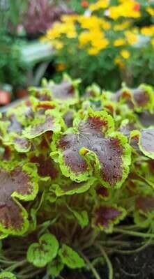 Carpet Plants