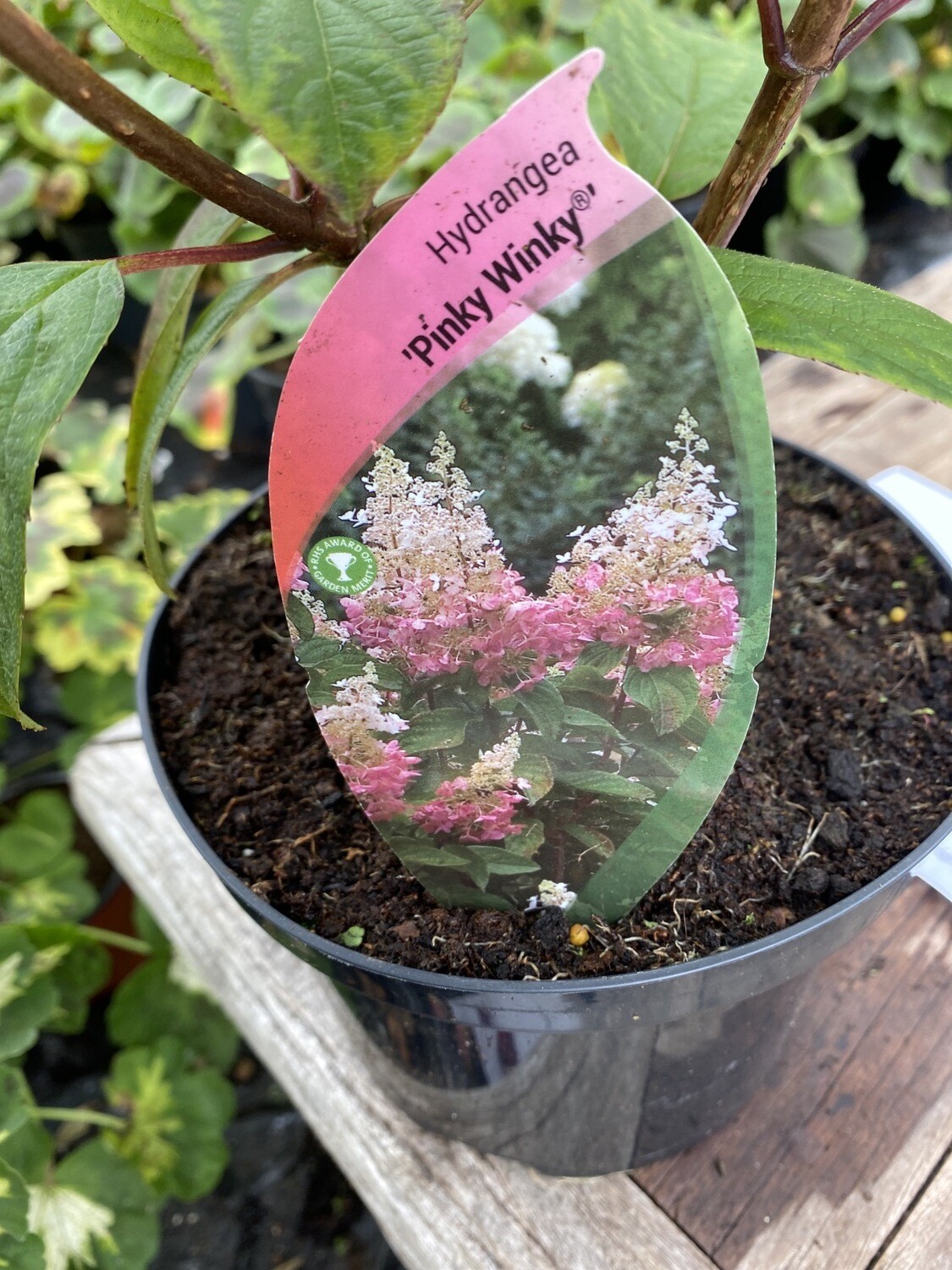 Hydrangea 'Pinky Winky'