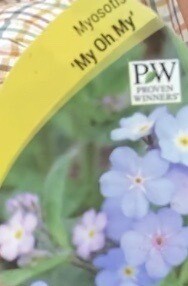 MYOSOTIS MY O My ,a perennial “Forget Me Not “flowers In Spring And Early Summer