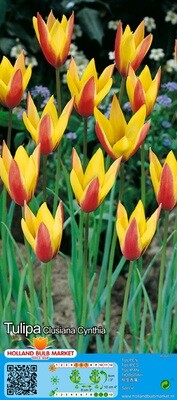 10 Mini Specie Tulip &#39;Clusiana Cynthia&#39; Bulbs