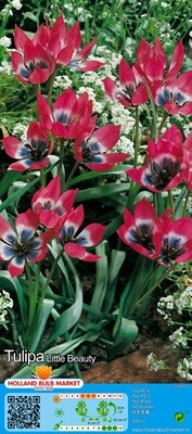 10 Mini Specie Tulip &#39;Little Beauty&#39; Bulbs