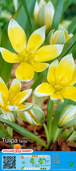 10 Mini Tulip &#39;Tarda&#39;