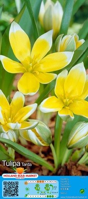 10 Mini Specie Tulip &#39;Tarda&#39;