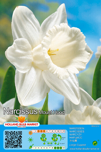 10 Bulbs DAFFODIL Narcissus Mount Hood