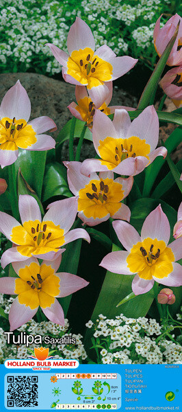 10 Mini Tulip &#39;Saxatilis&#39; Bulbs