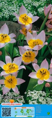 10 Mini Specie Tulip &#39;Saxatilis&#39; Bulbs
