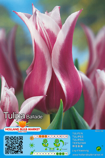 10 Tulip Ballade Bulbs