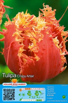 5 Fringed Tulip Crispy Artair Bulbs TULIP CRISPY ARTAIR ..unusual Fringed Tulip for pots or beds . ..plant bulbs from now for spring colour.