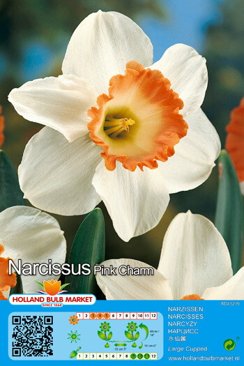 10 Daffodil Pink Charm