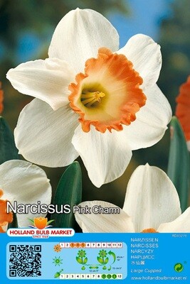 10 Daffodil Pink Charm