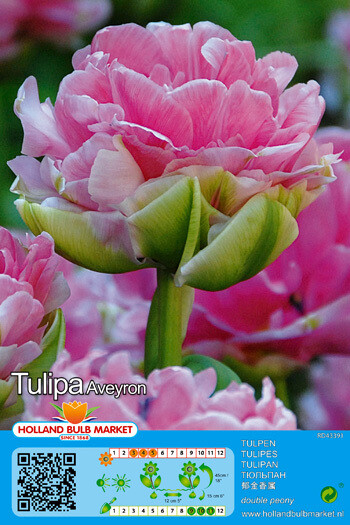 10 Tulip Aveyron