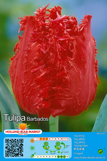 10 Fringed Tulip Barbados Bulbs