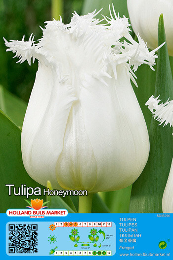 10 Tulip Honeymoon Bulbs