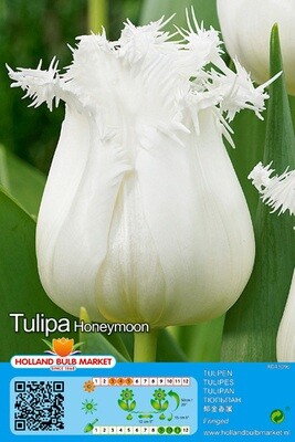 10 Fringed Tulip Honeymoon Bulbs