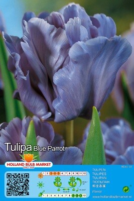 10 Parrot Tulip Blue Bulbs