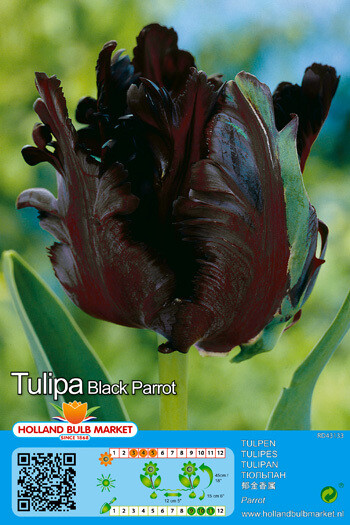 10 Tulip Black Parrot Bulbs
