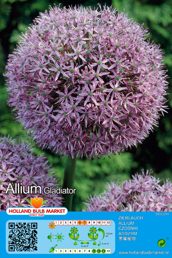 1 Allium Gladiator