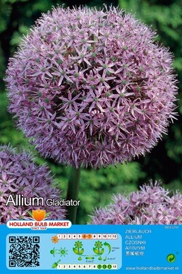 1 Allium Gladiator