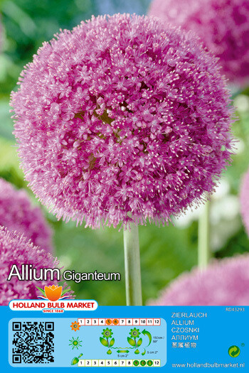 1 GIANT ALLIUM ..Allium Giganteum