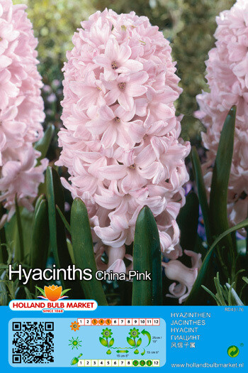 1 Hyacinths China Pink
