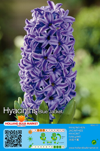 5 Hyacinths Blue Jacket