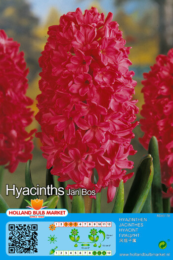 5 Hyacinths Jan Bos