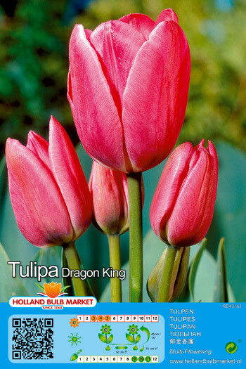 10 Tulip Dragon King