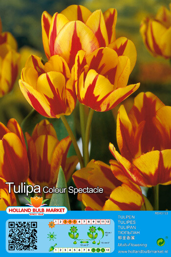 10 Tulip Colour Spectacle Bulbs