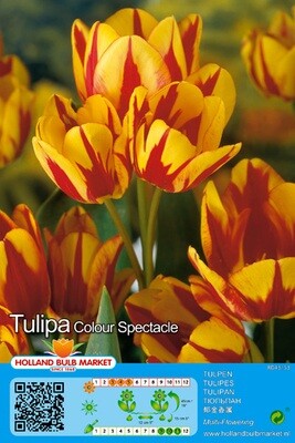 10 Multi-Head Tulip Colour Spectacle Bulbs