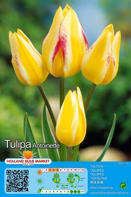 10 Multi-Head Tulip &#39;Antoinette&#39; Bulbs