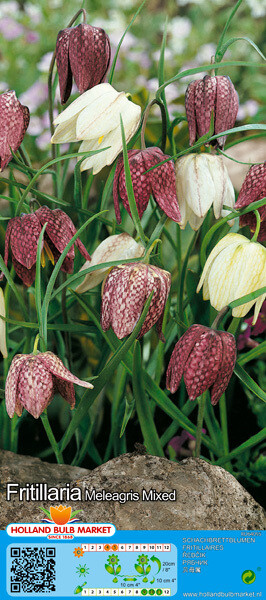 10 Fritillaria &#39;Snakes Head&#39; Meleagris Mixed Bulbs