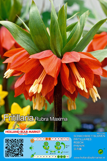 1 Fritillaria Rubra Maximum Bulb Crown Imperial 