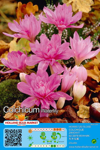 1 Colchicum WaterLily Bulb Autumn Crocus ( Naked Ladies)