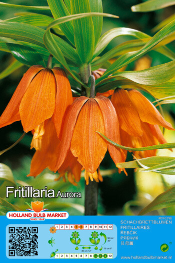 1 Fritillaria Aurora Bulb Crown Imperial 