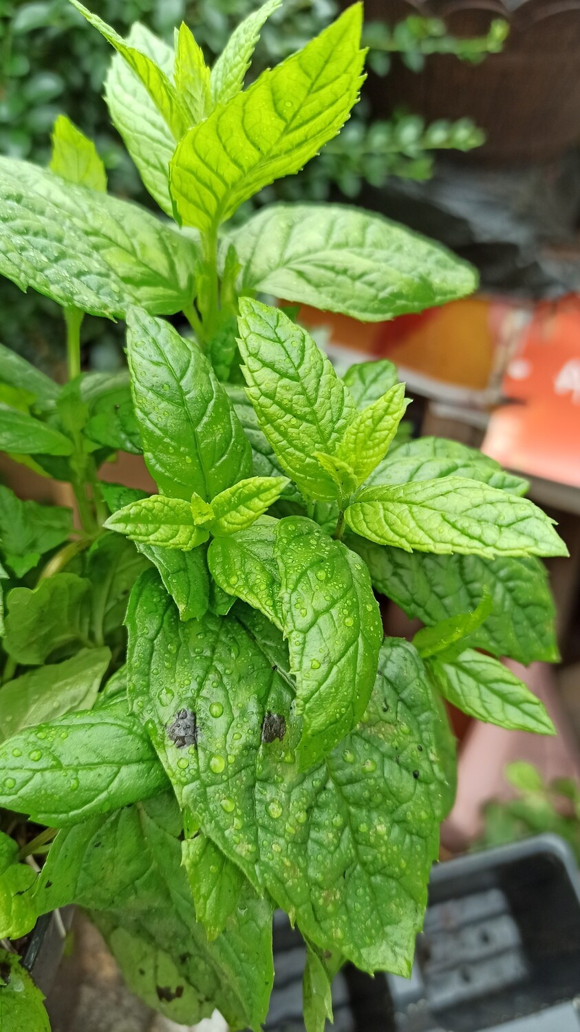 Basil Mint