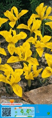 10 Dwarf Iris Danfordiae Bulbs