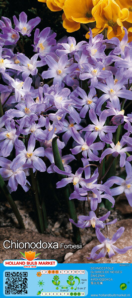 10 Chionodoxa / Glory of the Snow &#39;Forbesii&#39;