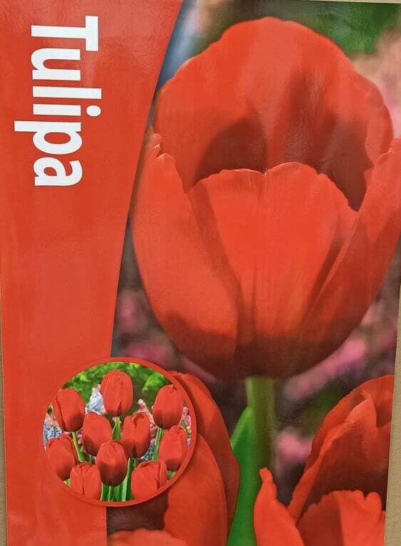 10 Tulip Red Bull Bulbs