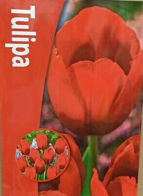 10 Tulip Red Bull Bulbs