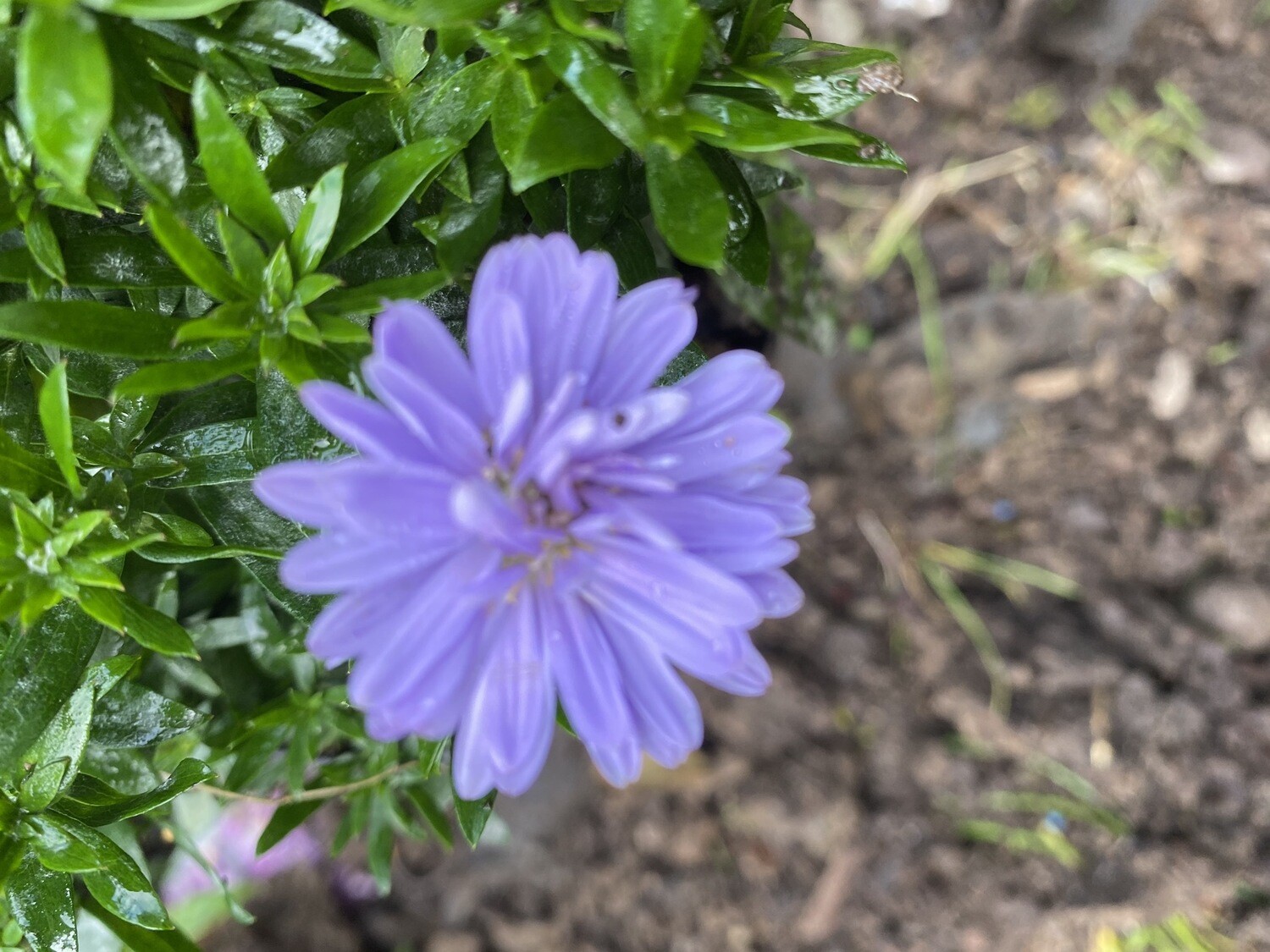 MICHAELMAS DAISY “PURPLE CHARM” (purple Michaelmas Daisy)Michaelmas Daisy that flowers late summer and autumn,winter hardy and lasts for years !