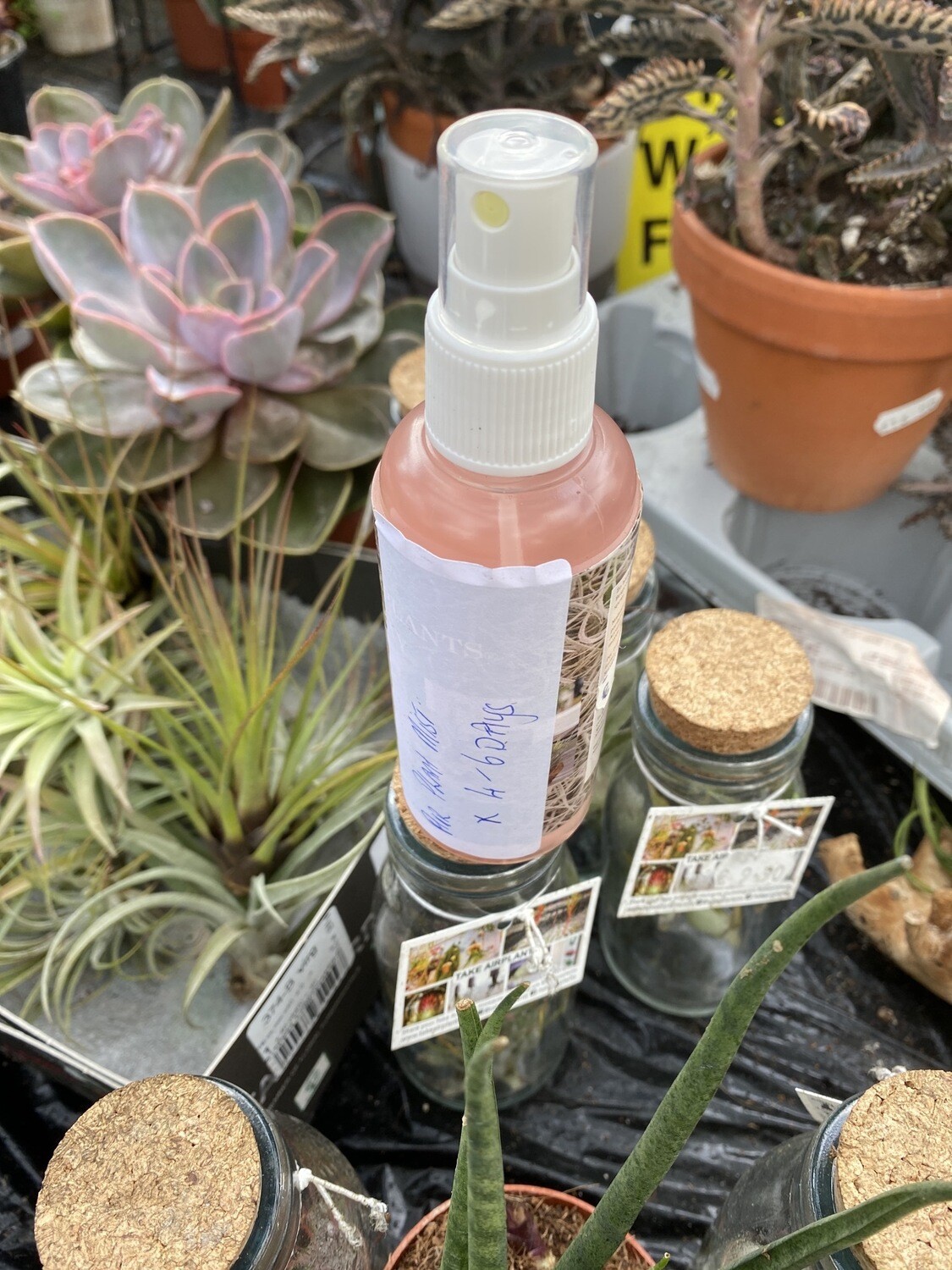 Air Plant Mist spray every 4-6 days