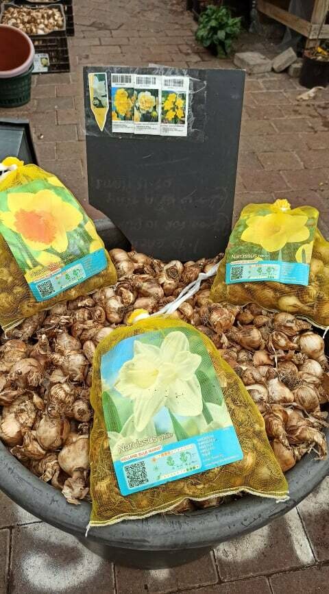 50 Mixed Daffodil Bulbs 