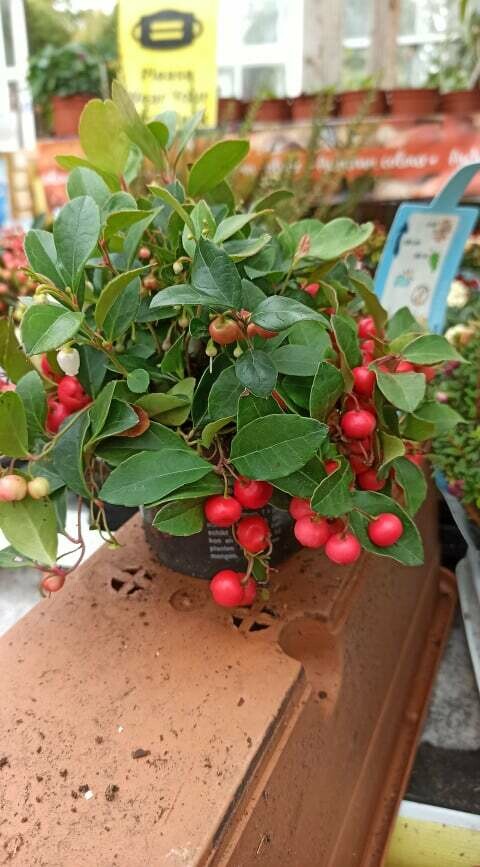 Gaultheria